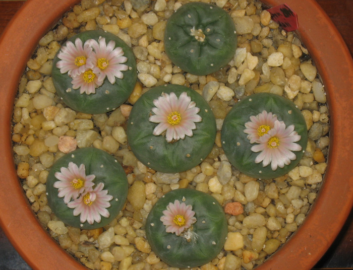 Lophophora Williamsii rooted graft cuttings with first flowers